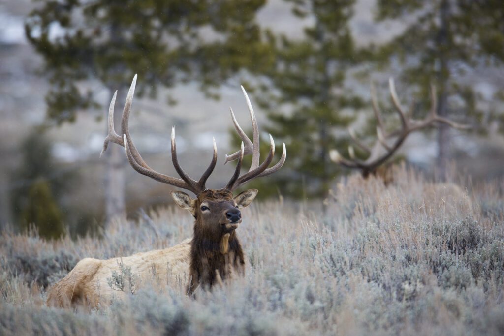Yellowstone wildlife