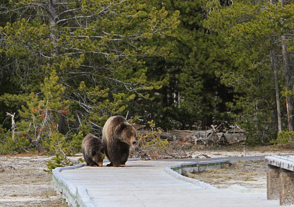 visit yellowstone