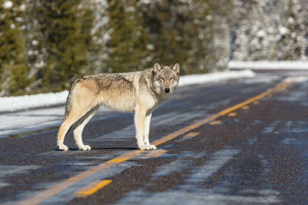private Yellowstone tours