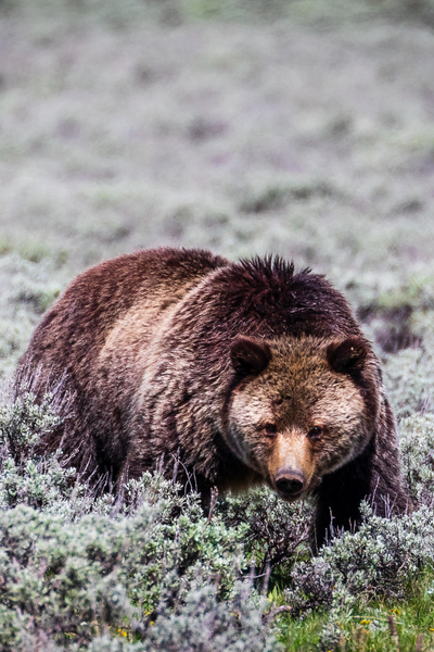 yellowstone bears
