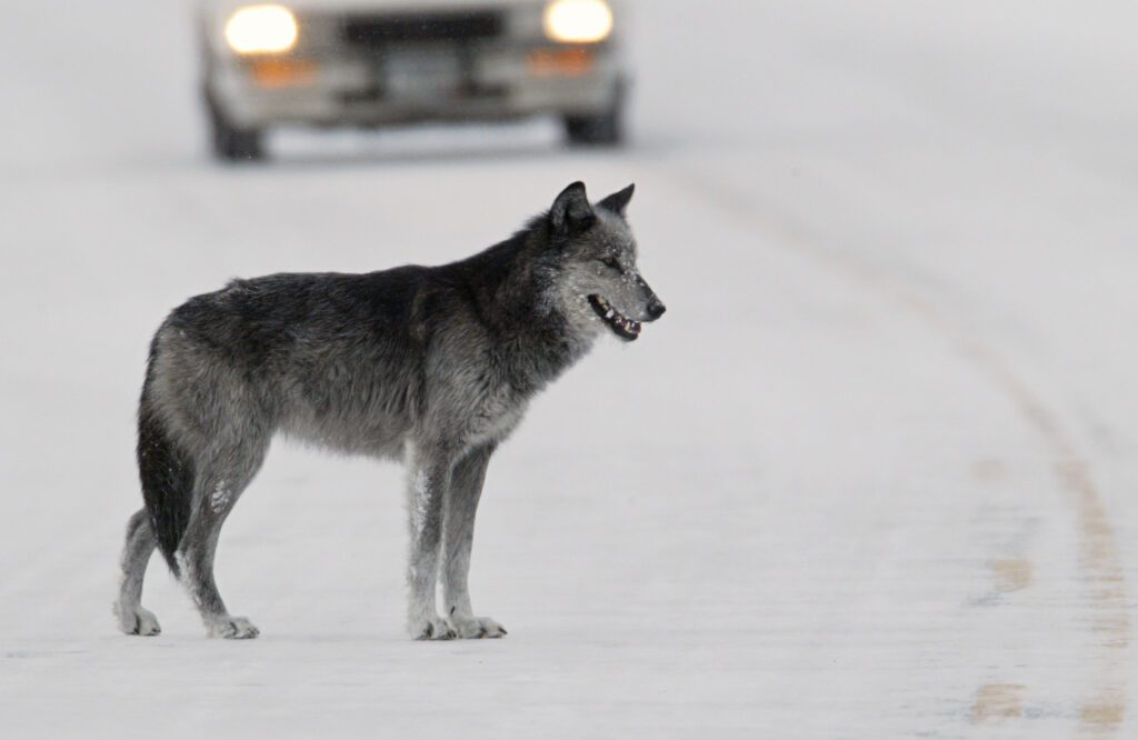 Yellowstone Wolves