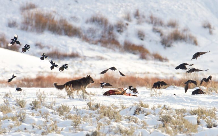 Yellowstone Wolves