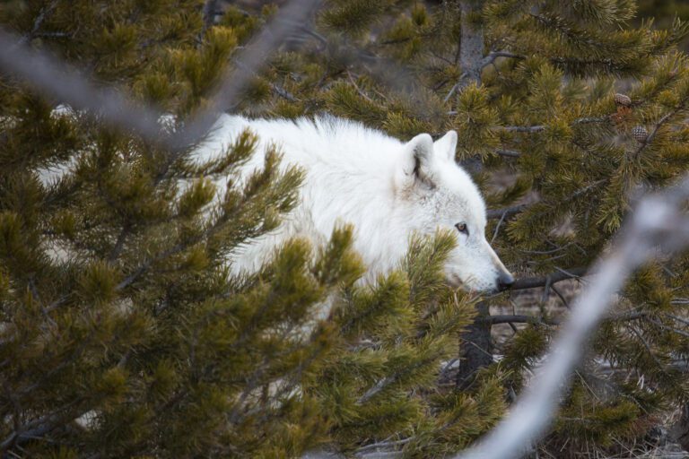 Yellowstone Wolves