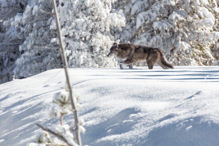 Yellowstone Wolves