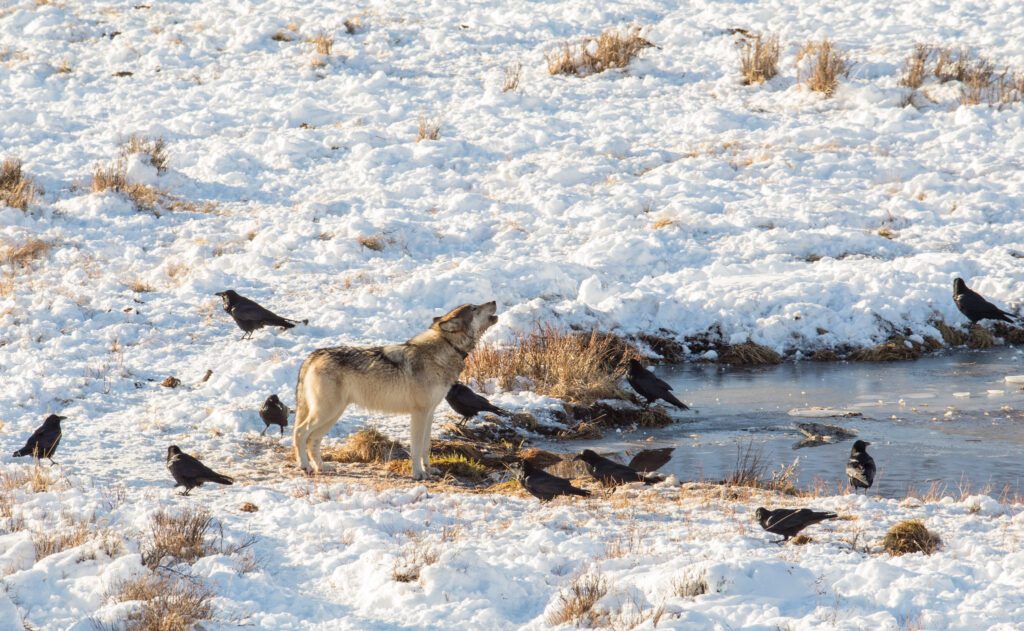 Yellowstone Wolves
