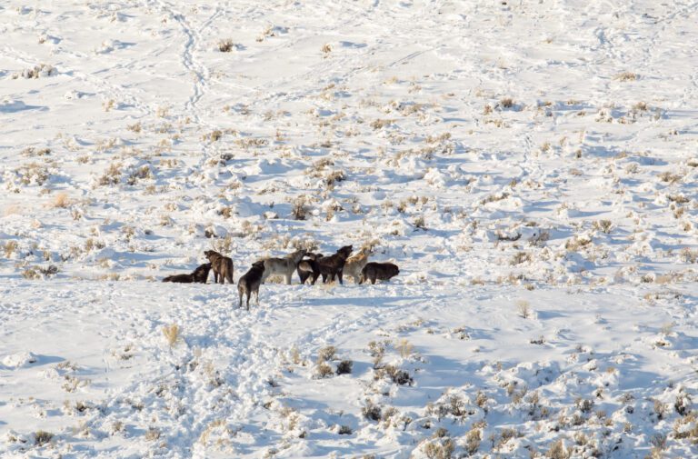 Yellowstone Wolves