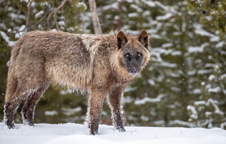 Yellowstone Wolves