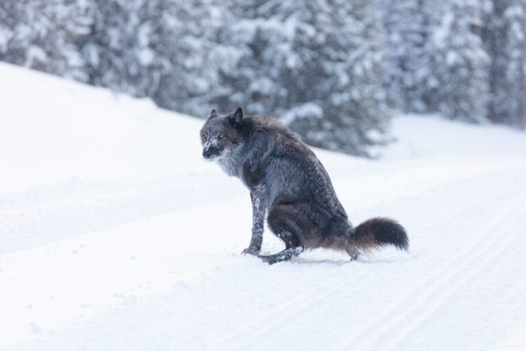 Yellowstone Wolves
