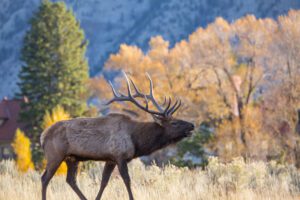 Bull elk bugling, Mammoth Hot Springs. Yellowstone tours provided by Yellowstone Recreation Co.