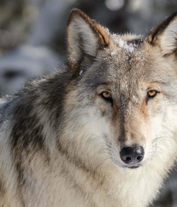 38346221956_45dc971872_k Yellowstone Wolves